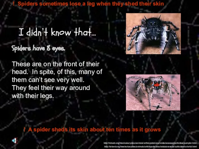 I didn’t know that… Spiders have 8 eyes. These are on the front