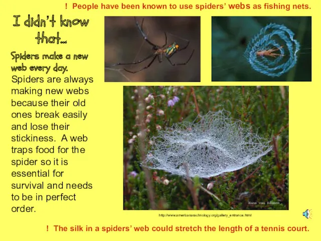 I didn’t know that… Spiders make a new web every day. Spiders are