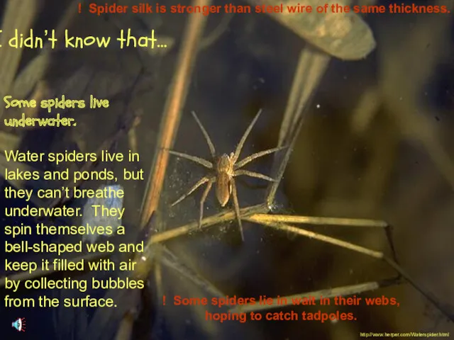 Some spiders live underwater. Water spiders live in lakes and ponds, but they