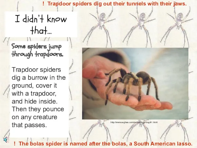 http://www.seghea.com/pat/art/bugs/bugth1.html Some spiders jump through trapdoors. Trapdoor spiders dig a burrow in the