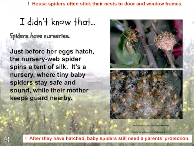 Spiders have nurseries. Just before her eggs hatch, the nursery-web spider spins a