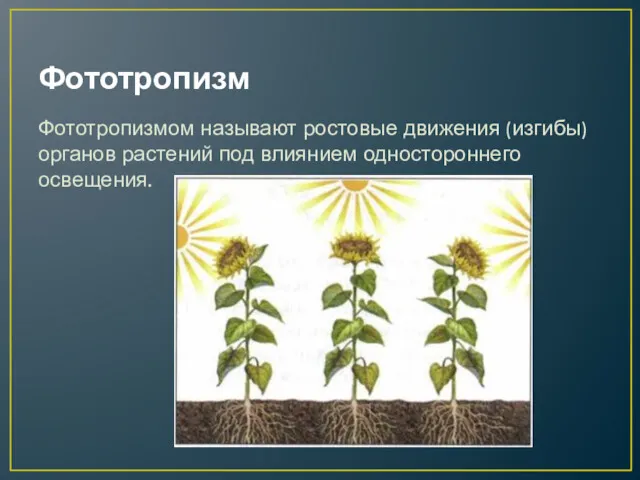 Фототропизм Фототропизмом называют ростовые движения (изгибы) органов растений под влиянием одностороннего освещения.