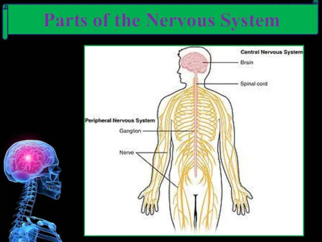 Parts of the Nervous System