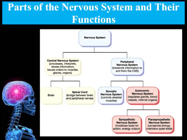 Parts of the Nervous System and Their Functions
