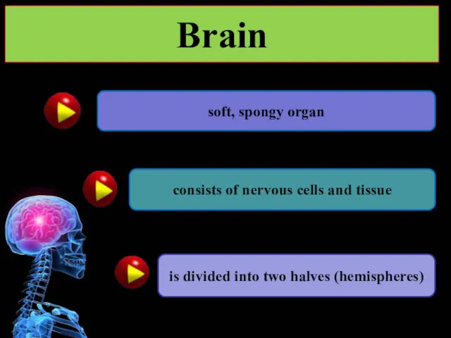 Brain soft, spongy organ consists of nervous cells and tissue is divided into two halves (hemispheres)
