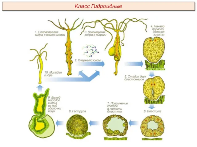 Класс Гидроидные
