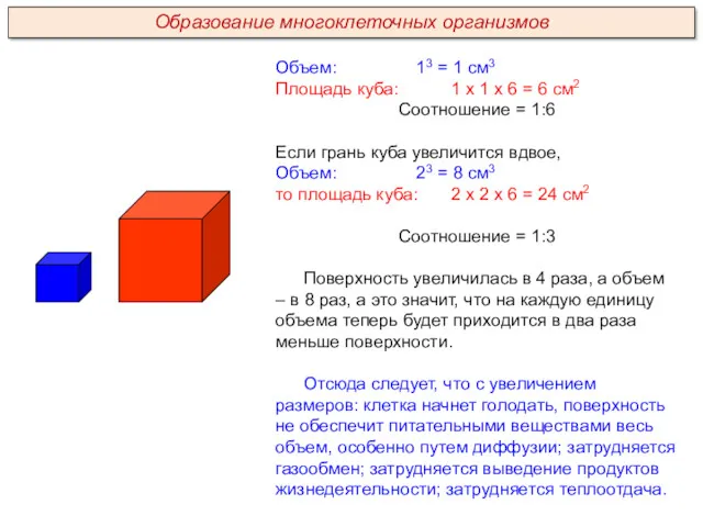 Объем: 13 = 1 см3 Площадь куба: 1 х 1