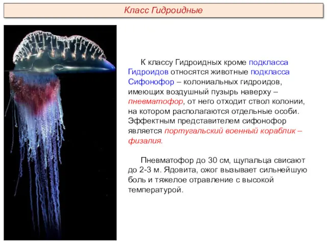 К классу Гидроидных кроме подкласса Гидроидов относятся животные подкласса Сифонофор