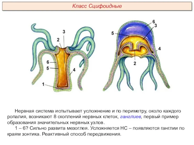 Нервная система испытывает усложнение и по периметру, около каждого ропалия,