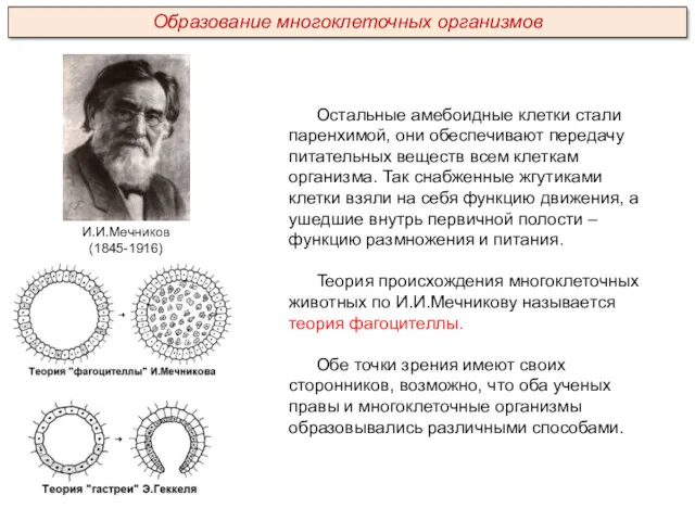 Остальные амебоидные клетки стали паренхимой, они обеспечивают передачу питательных веществ