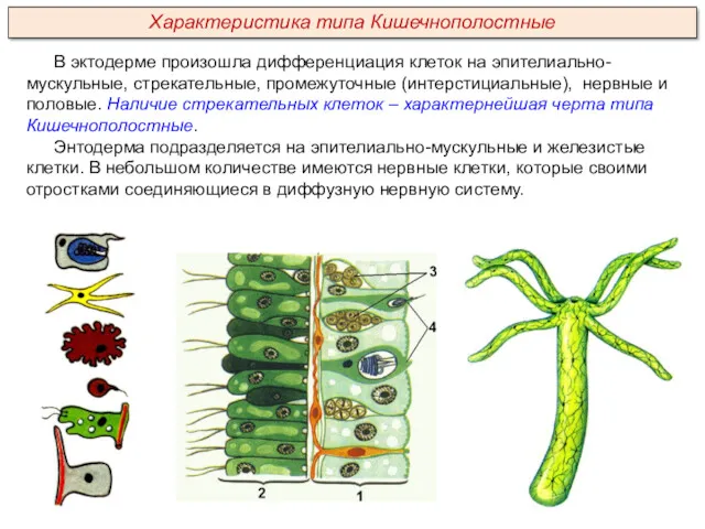 В эктодерме произошла дифференциация клеток на эпителиально-мускульные, стрекательные, промежуточные (интерстициальные),