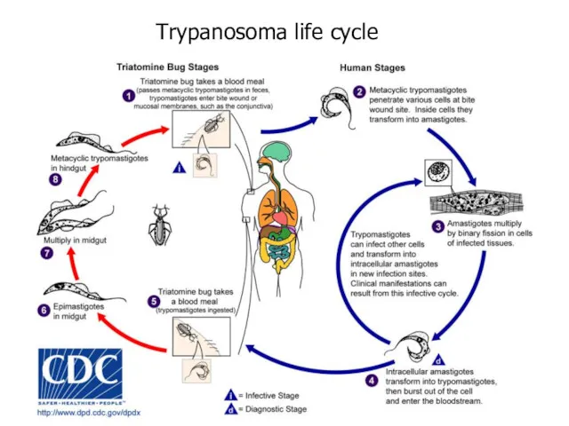 Trypanosoma life cycle