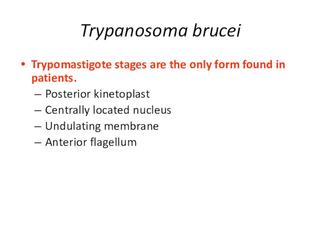 Trypanosoma brucei Trypomastigote stages are the only form found in