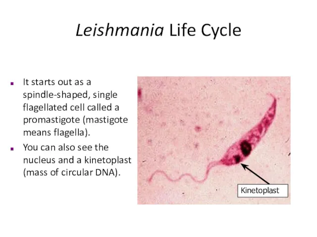 Leishmania Life Cycle Kinetoplast It starts out as a spindle-shaped,