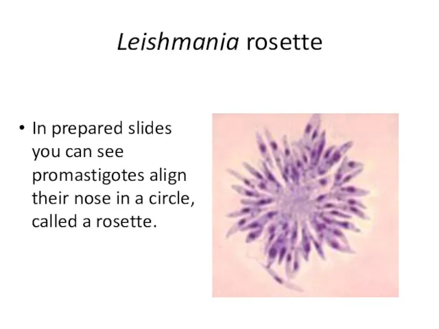 Leishmania rosette In prepared slides you can see promastigotes align