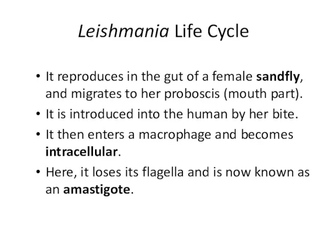 Leishmania Life Cycle It reproduces in the gut of a