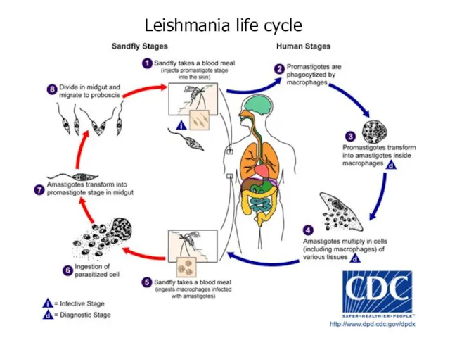 Leishmania life cycle