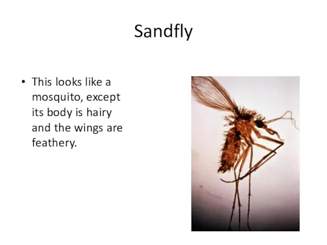 Sandfly This looks like a mosquito, except its body is hairy and the wings are feathery.
