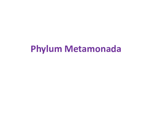 Phylum Metamonada