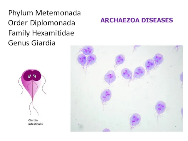 Phylum Metemonada Order Diplomonada Family Hexamitidae Genus Giardia ARCHAEZOA DISEASES