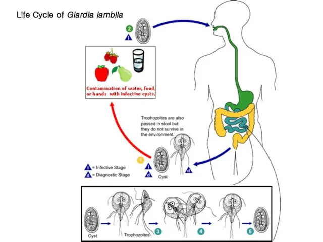 Life Cycle of Giardia lamblia