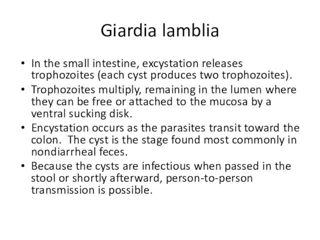 Giardia lamblia In the small intestine, excystation releases trophozoites (each