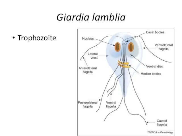Giardia lamblia Trophozoite