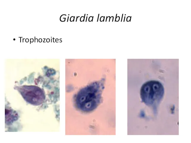 Giardia lamblia Trophozoites