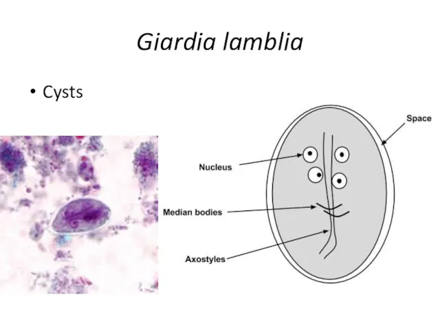 Giardia lamblia Cysts