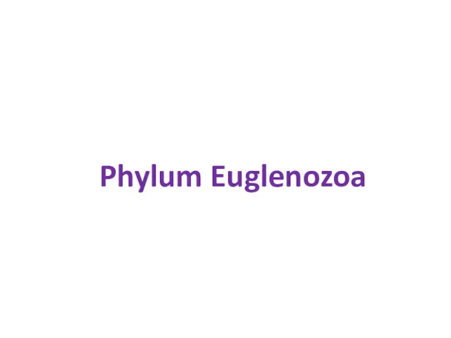 Phylum Euglenozoa