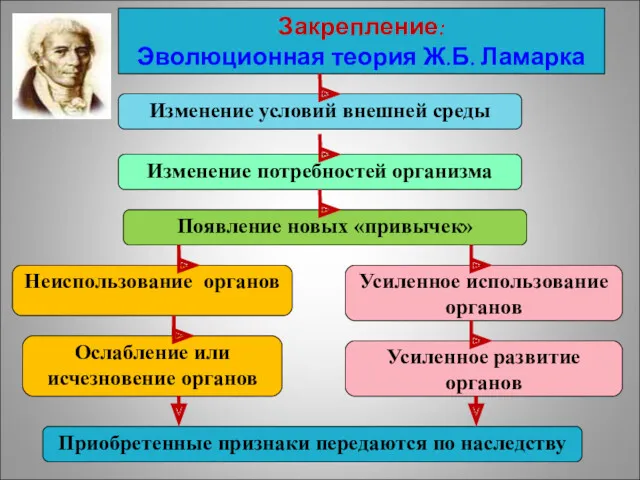 Закрепление: Эволюционная теория Ж.Б. Ламарка Изменение условий внешней среды Изменение