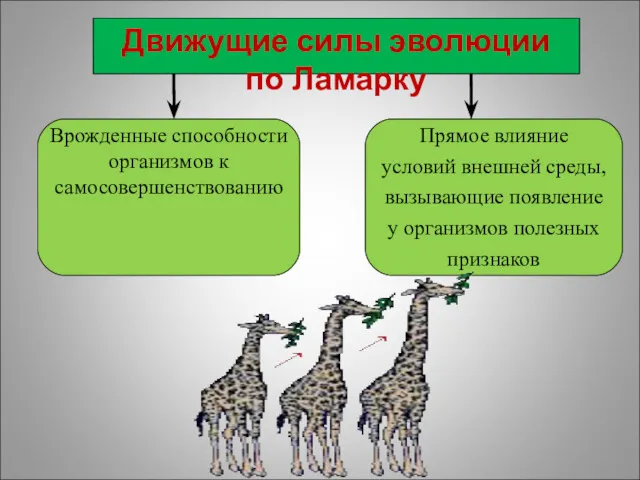 Движущие силы эволюции по Ламарку Врожденные способности организмов к самосовершенствованию