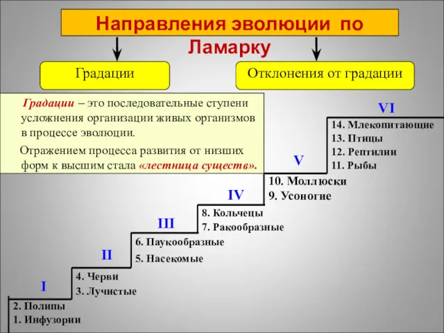 14. Млекопитающие 13. Птицы 12. Рептилии 11. Рыбы I II