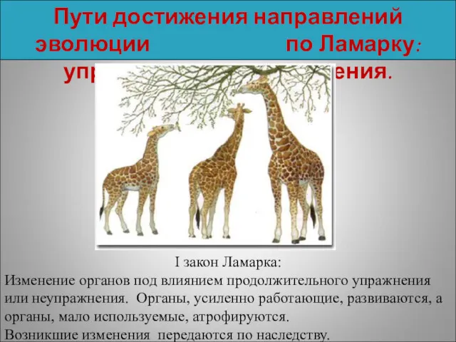 Пути достижения направлений эволюции по Ламарку: упражнения и неупражнения. I