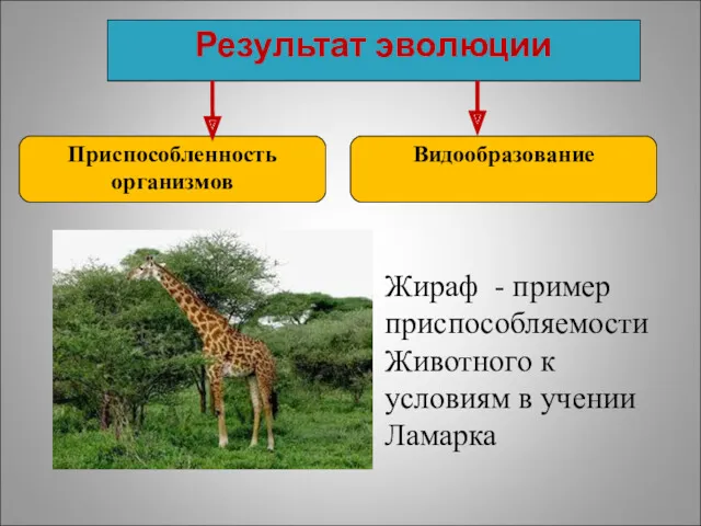 Результат эволюции Приспособленность организмов Видообразование Жираф - пример приспособляемости Животного к условиям в учении Ламарка