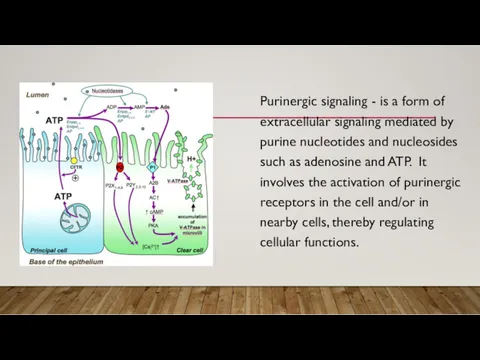 Purinergic signaling - is a form of extracellular signaling mediated by purine nucleotides