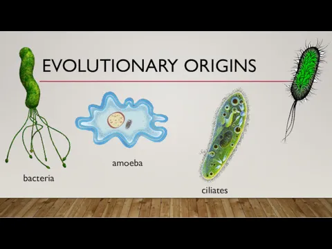 EVOLUTIONARY ORIGINS bacteria amoeba ciliates