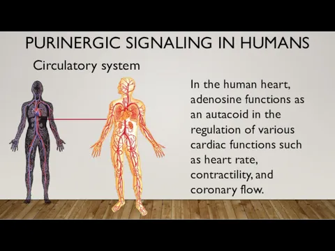 PURINERGIC SIGNALING IN HUMANS Circulatory system In the human heart,