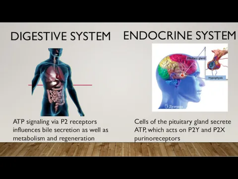 DIGESTIVE SYSTEM ENDOCRINE SYSTEM ATP signaling via P2 receptors influences