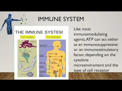 IMMUNE SYSTEM Like most immunomodulating agents, ATP can act either as an immunosuppressive