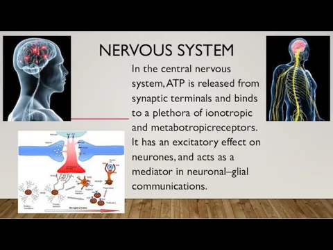 NERVOUS SYSTEM In the central nervous system, ATP is released from synaptic terminals