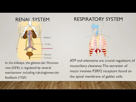 RENAL SYSTEM ATP and adenosine are crucial regulators of mucociliary clearance.The secretion of