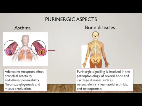 PURINERGIC ASPECTS Asthma Bone diseases Adenosine receptors affect bronchial reactivity,