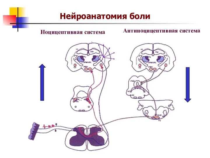 Нейроанатомия боли Ноцицептивная система Антиноцицептивная система