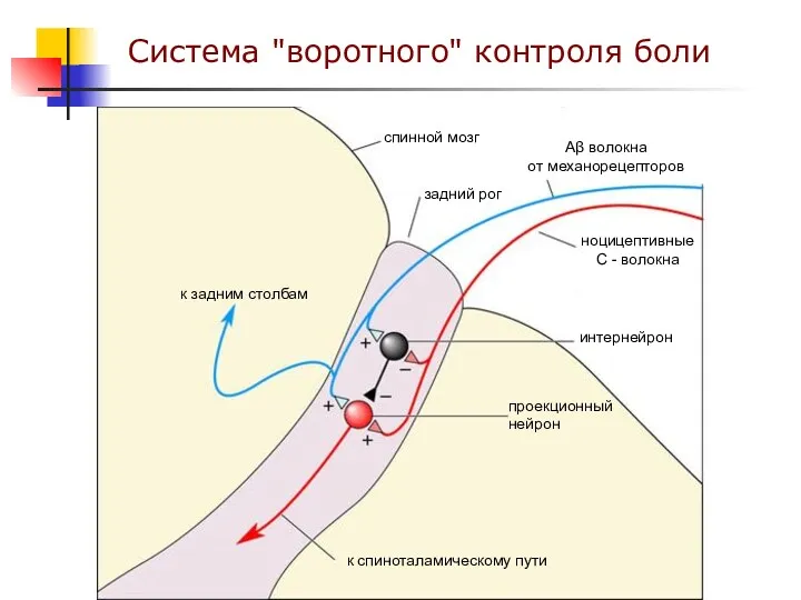 Система "воротного" контроля боли спинной мозг задний рог Aβ волокна