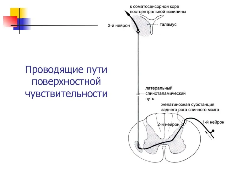 Проводящие пути поверхностной чувствительности