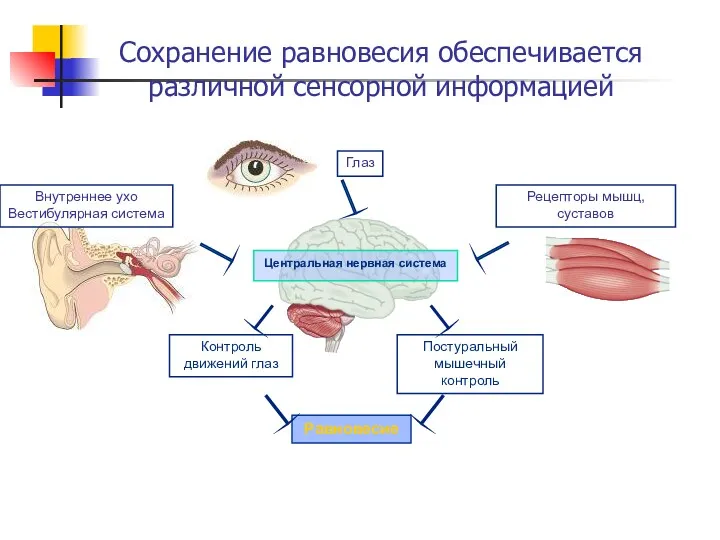 Сохранение равновесия обеспечивается различной сенсорной информацией Равновесие Центральная нервная система