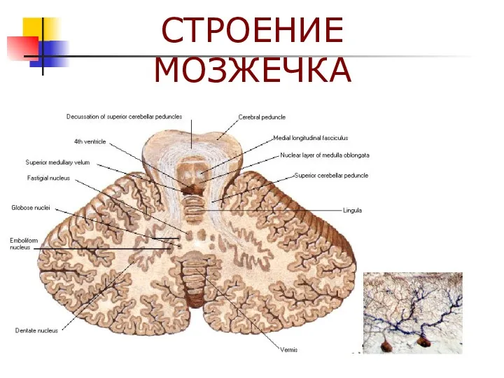 СТРОЕНИЕ МОЗЖЕЧКА