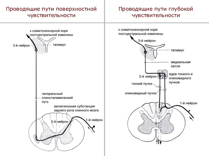 Проводящие пути поверхностной чувствительности Проводящие пути глубокой чувствительности