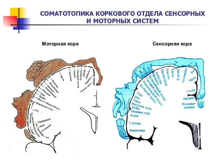 СОМАТОТОПИКА КОРКОВОГО ОТДЕЛА СЕНСОРНЫХ И МОТОРНЫХ СИСТЕМ Моторная кора Сенсорная кора